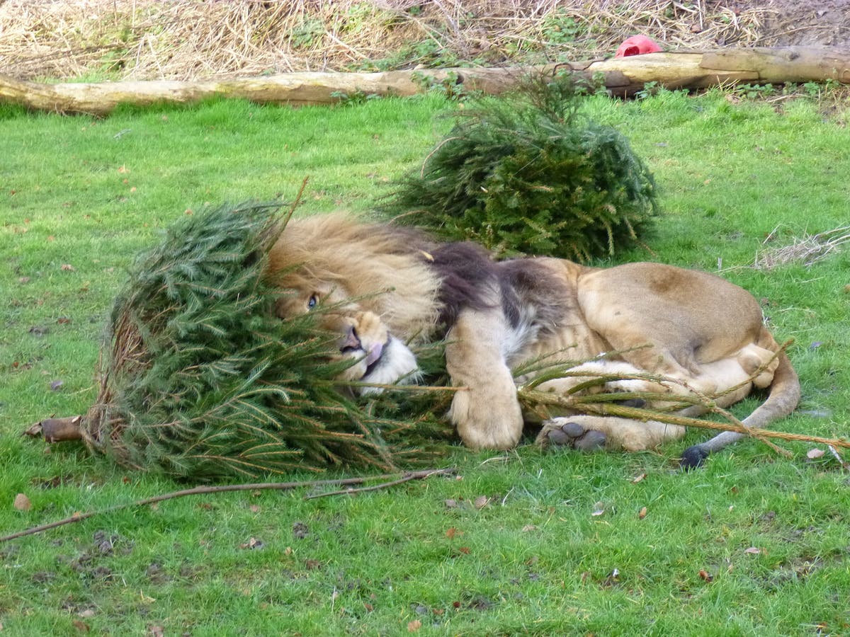 Lions play with old Christmas trees at Cambridgeshire zoo The